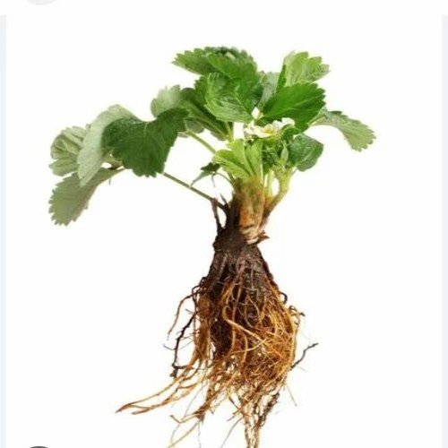 Bare Root Runner Strawberry Plant